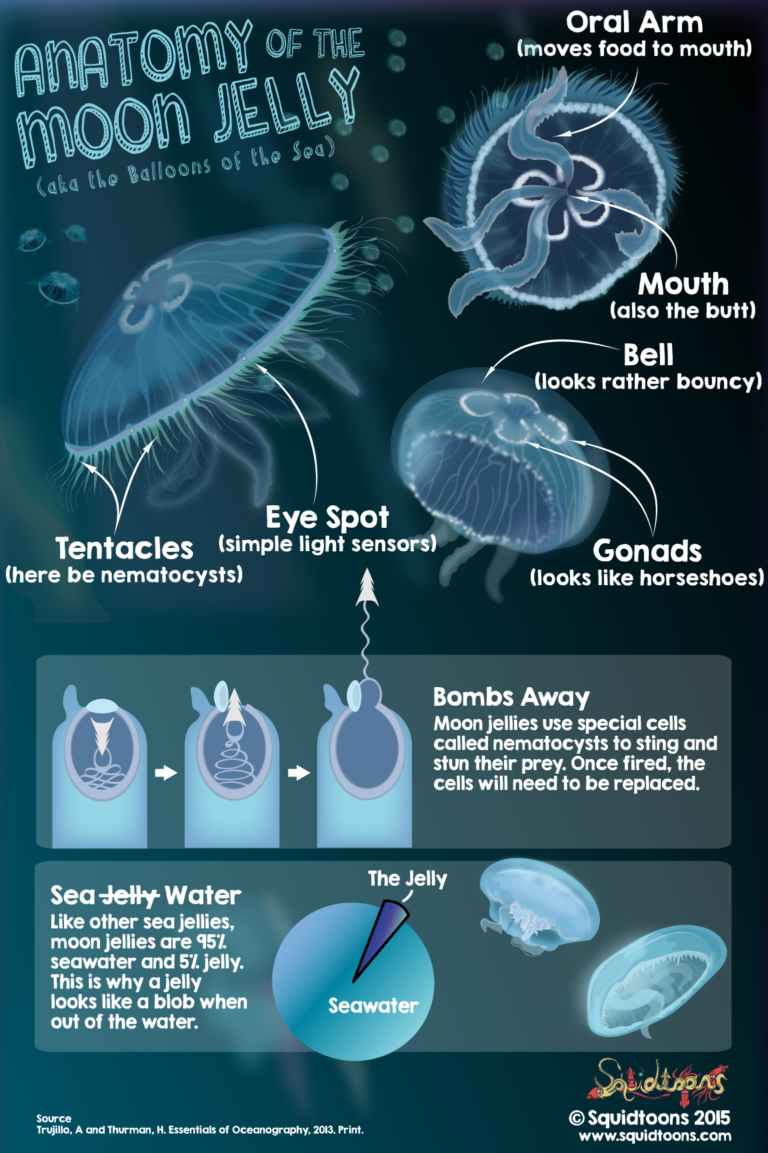 Anatomy of the Moon Jelly - Squidtoons