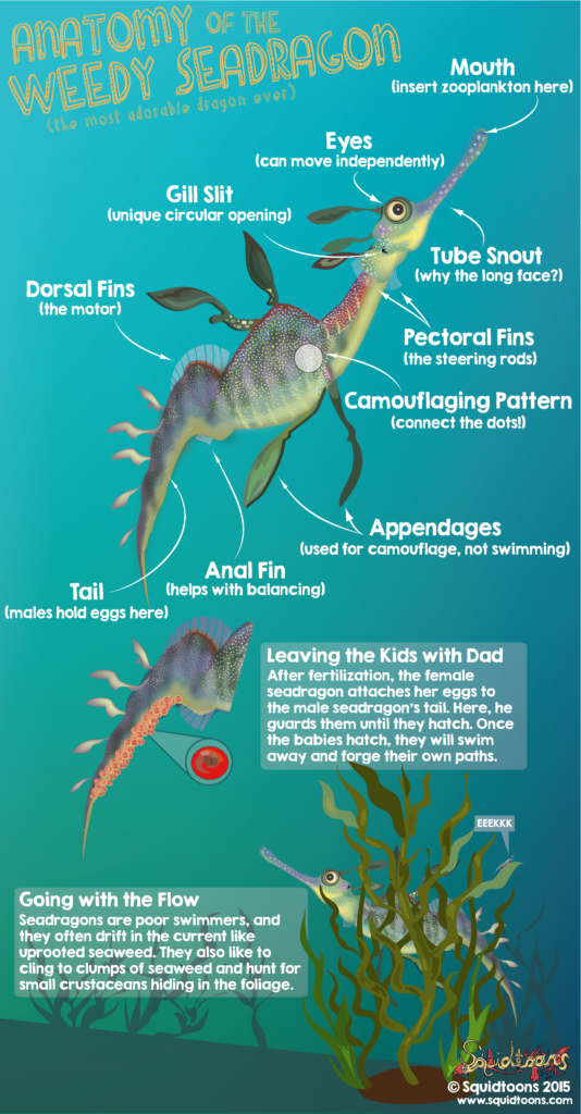 Anatomy of the Weedy Seadragon - Squidtoons